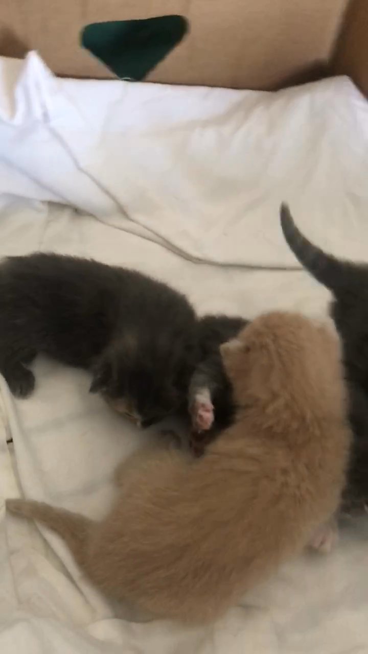 British short  haired x muted calico kittens