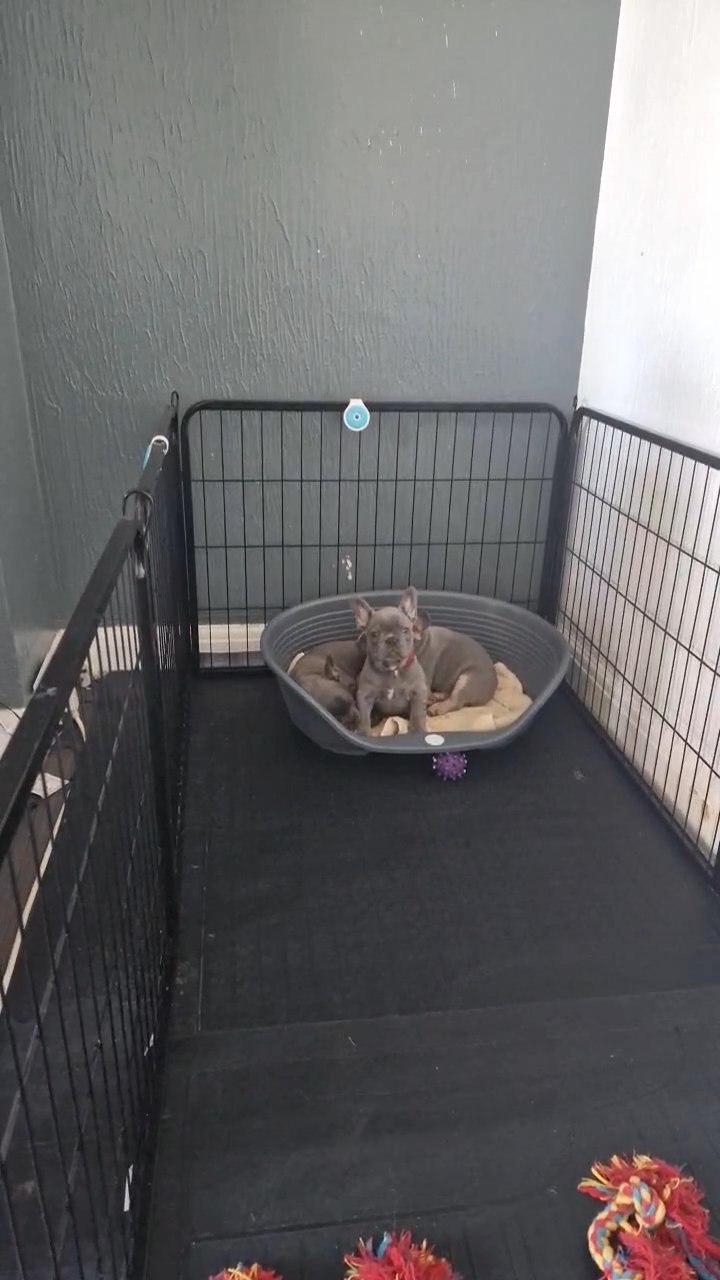 french bulldog 8 weeks old 1 boy and 1 girl