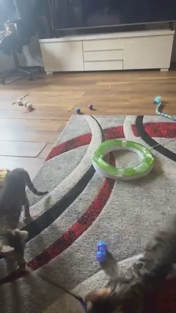 Boisterous Bengal Boys