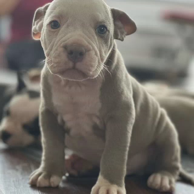 ***READY NOW*** Beautiful Pocket Bullys For Sale in New Forest