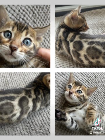 TICA Registered Brown,Snow, Melanistic Kittens