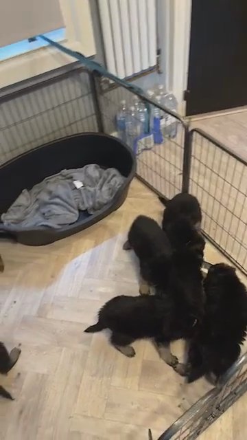 Paw Patrol Kennel