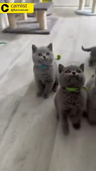chunky British shorthair kittens  chunky British shorthair kittens  chunky British shorthair kittens  Chunky British Shorthair Kittens