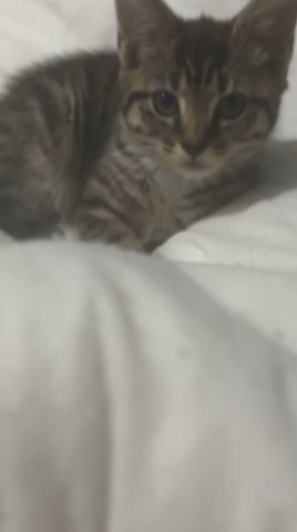 tabby Kitten