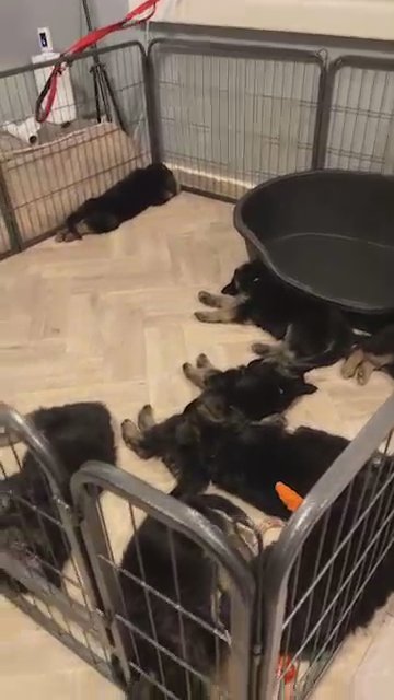 Kc Registered German Shepherd