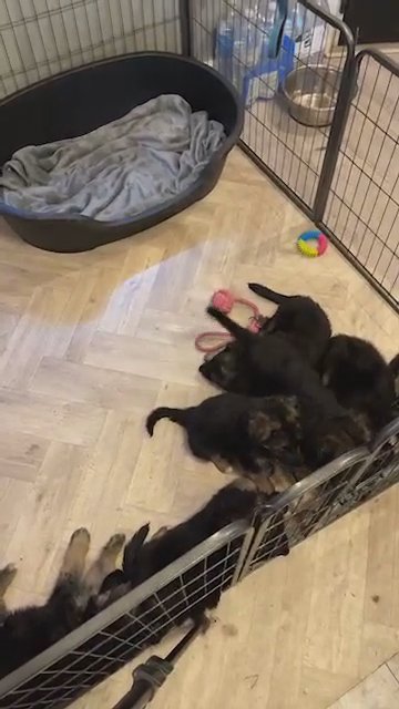 Paw Patrol Kennel