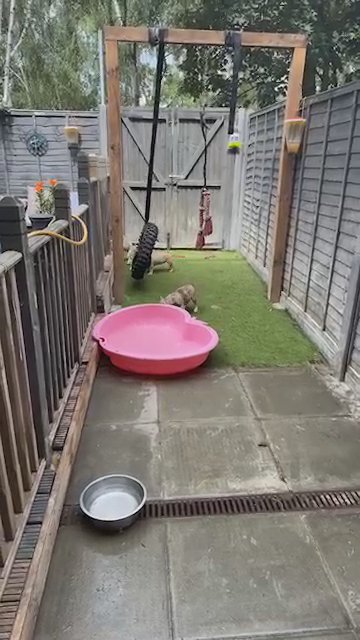 Frenchie Pups 3.5 Months!