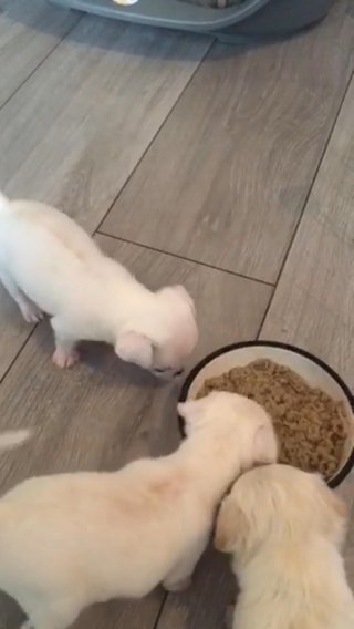 3 x male chihuahuas seeking forever homes in London