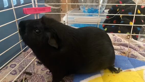 Single Male Guinea Pig