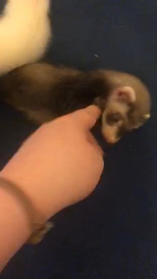 Baby Ferrets