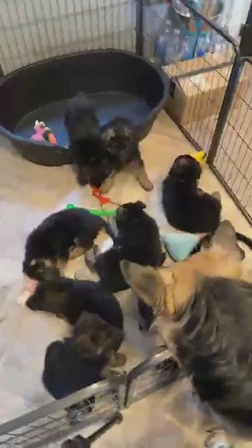 Kc Registered German Shepherd