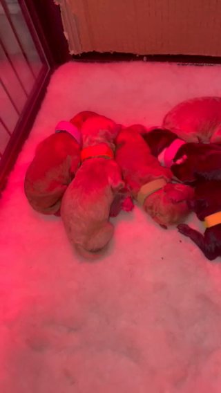 F1b Cavapoos 1 Girl 2 Boys Left in Wolverhampton