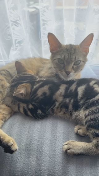 Little Tabby 10 Weeks