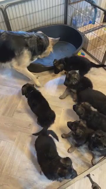 Paw Patrol Kennel
