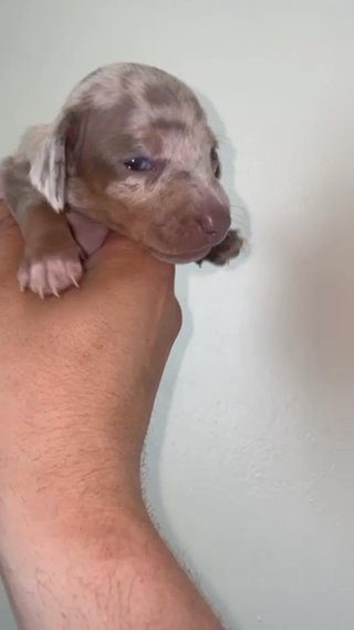 Isabella And Tan Dapple Puppies in Birmingham