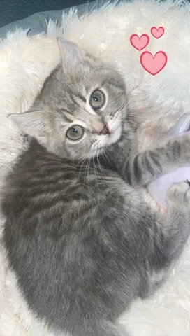 GCCF Silver Lilac British Shorthair Male Kitten