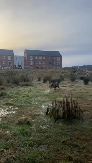 Female Cane Corso in County Durham