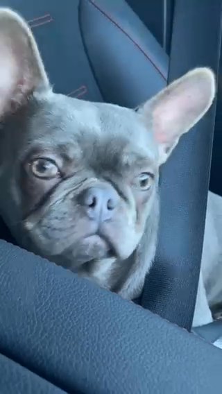 MICRO KC REG FRENCH BULLDOG FEMALE in Birmingham