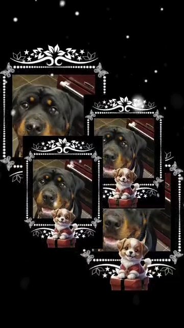 rottweiller in Hampshire