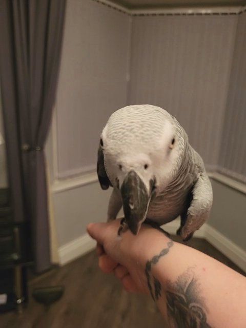 african grey parrot in Birmingham