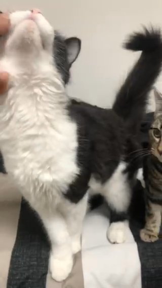 2 Beautiful Kittens in London