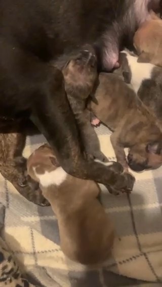 6 gorgeous bully’s in Perth and Kinross