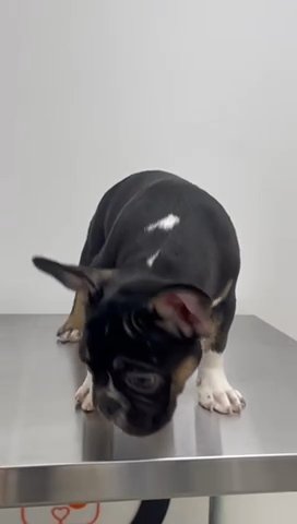 French Bulldogs in London