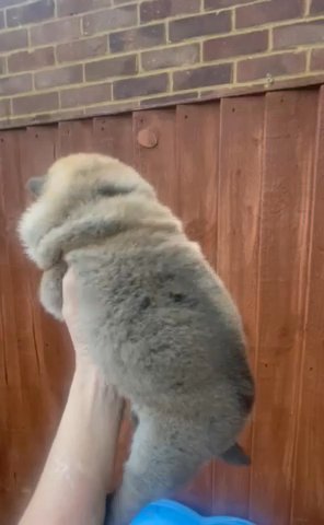 Chunky Chow Chow Pups in London