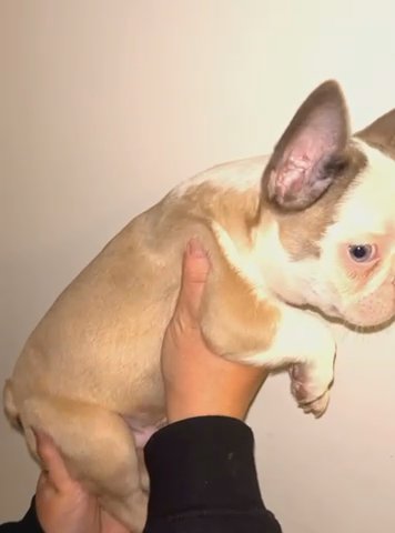 French bulldog 'Huskie' DNA Tested in Romford