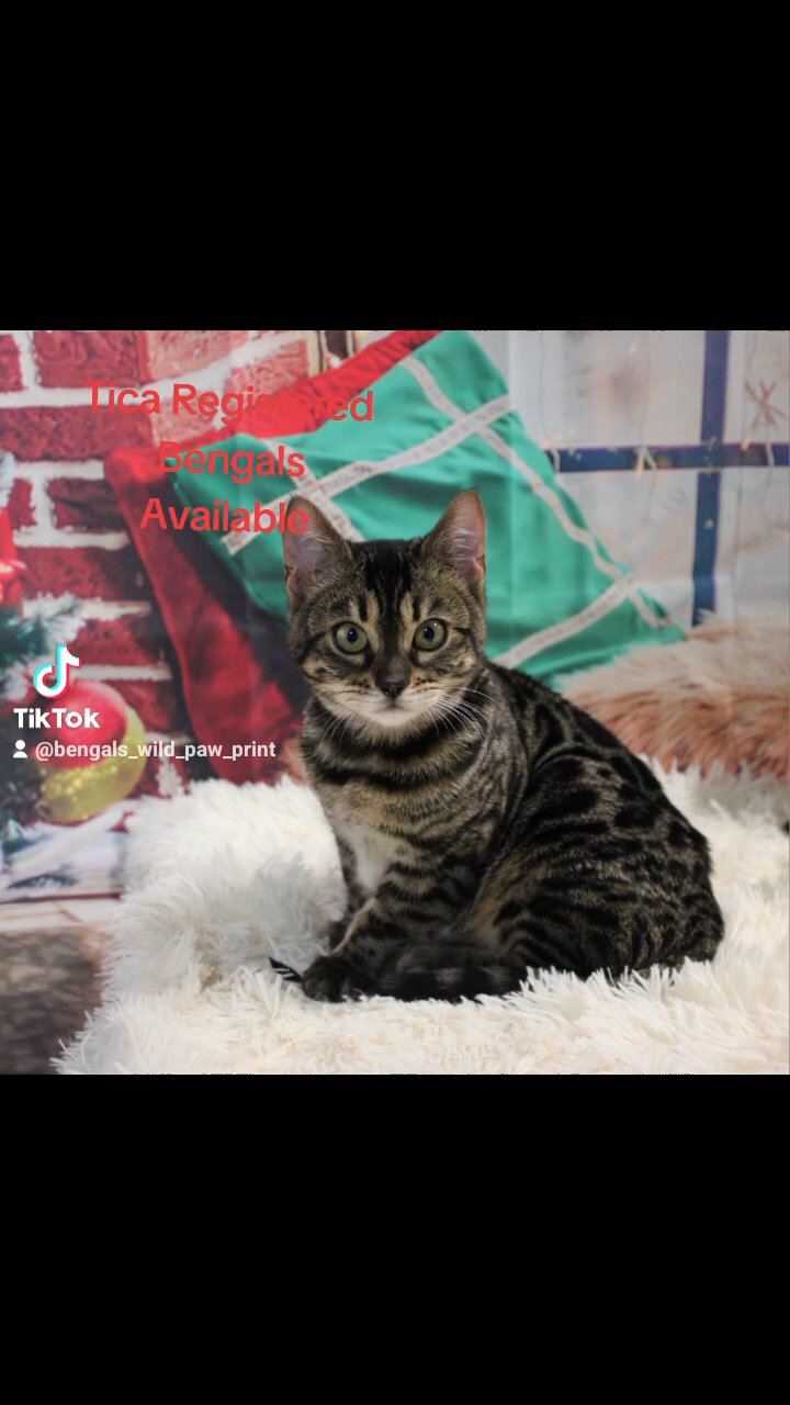 ?STUNNING SILVER CHARCOAL BENGAL? in Coventry