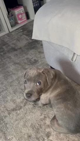 Blue Staffordshire Bull Terrier Pups in Manchester
