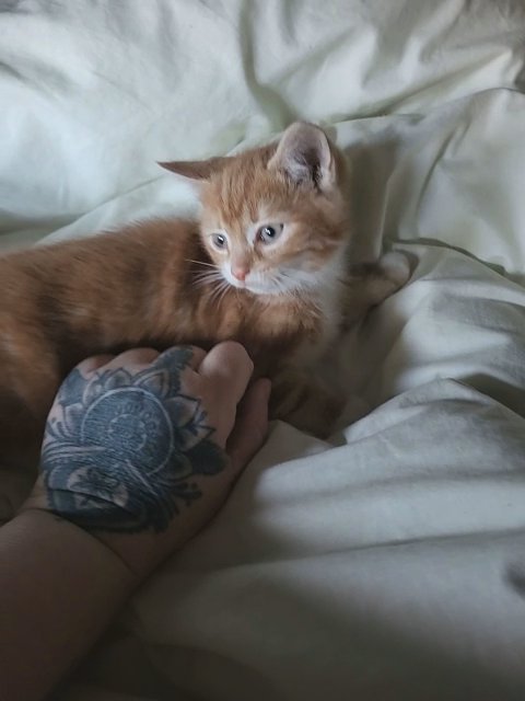 male kitten in Birmingham