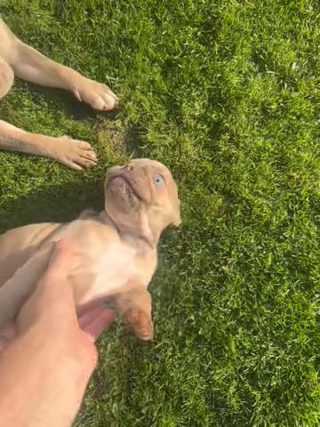 French Bull Dogs in Preston