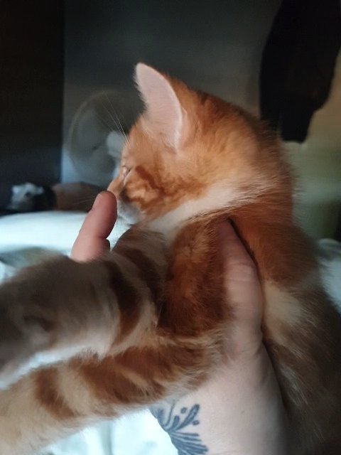 male ginger kitten in Birmingham