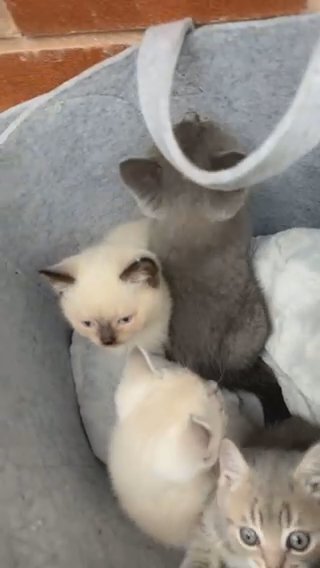 British Shorthair Kittens in Birmingham