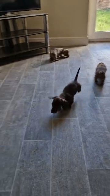 ready now miniature dachshund pups in Kent