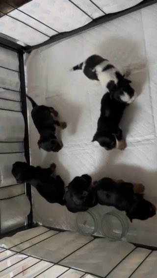 Yorkshire Terrier X Puppies in London