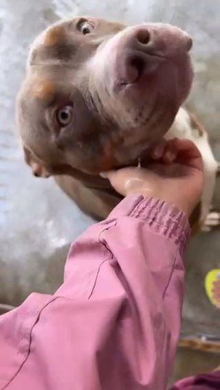 American bully in London