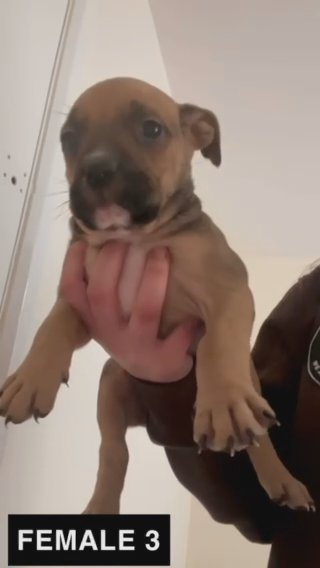 FAWN FEMALE *SOLD* in Cambridge
