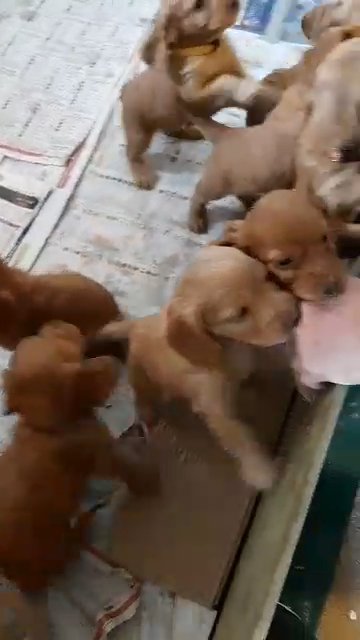 K.C. registered Working Cocker Spaniel puppies in Gwynedd