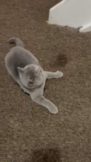 British shorthair blue active reg GCCF in Birmingham