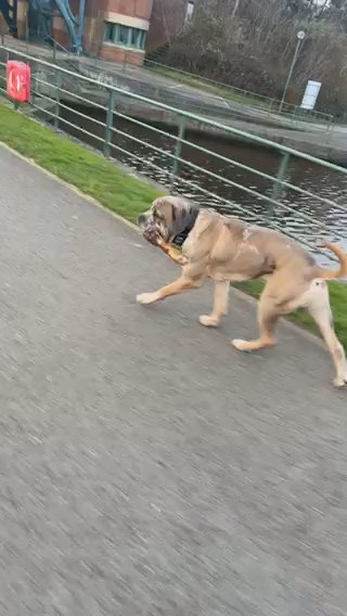 Cane Corso X Neo Male in Stockton-on-Tees