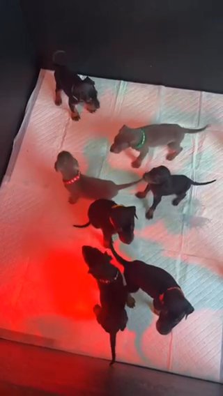 Dobermans in Liverpool