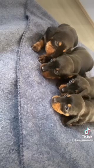 Mini Dachshunds in Liverpool