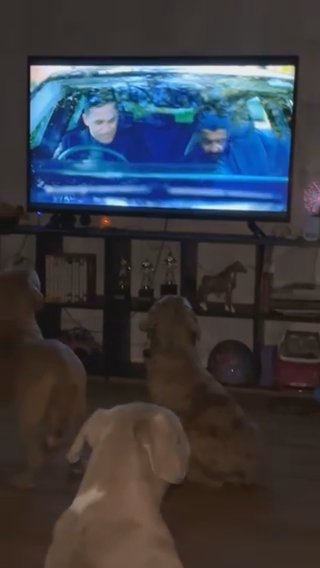 Standard American Bullies reduced in London