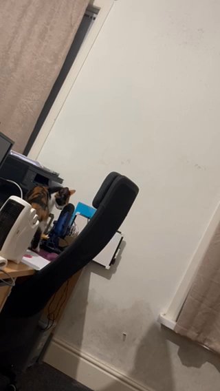 Female Neutral Cat in Bradford