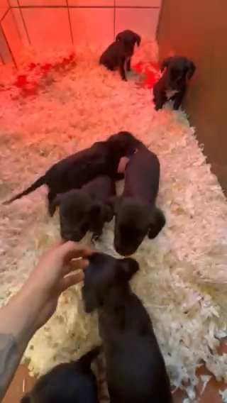 Spaniel X Malinois X GSD Puppies For Sale ? in Suffolk