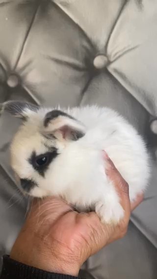 Gorgeous Holland Lop Babies 3 Left in London
