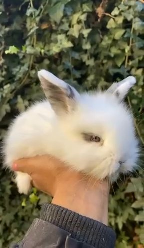 American Fuzzy Lop Rare Breed Gorgeous Babies in London