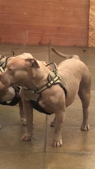 American Bully ABKC Rehoming in Leeds